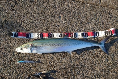 サワラの釣果