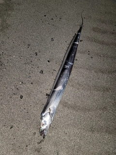 タチウオの釣果