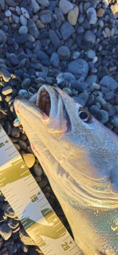 オオニベの釣果