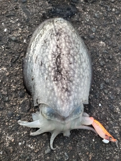 シリヤケイカの釣果