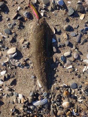 シタビラメの釣果