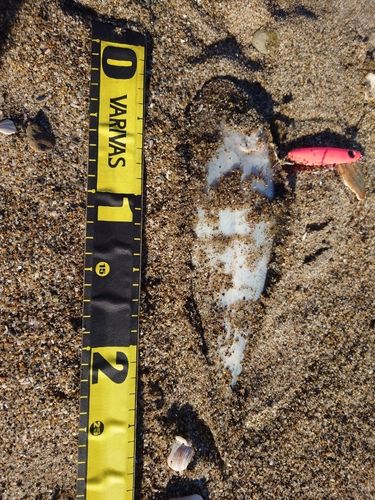 シタビラメの釣果