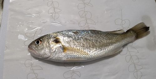 本牧海づり施設