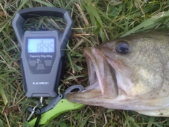 ブラックバスの釣果