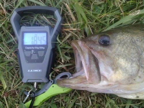 ブラックバスの釣果