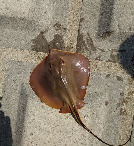 アカエイの釣果