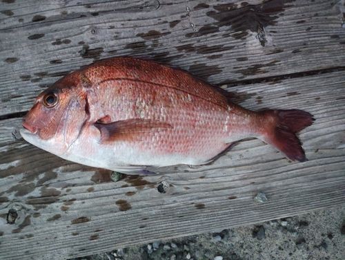 マダイの釣果