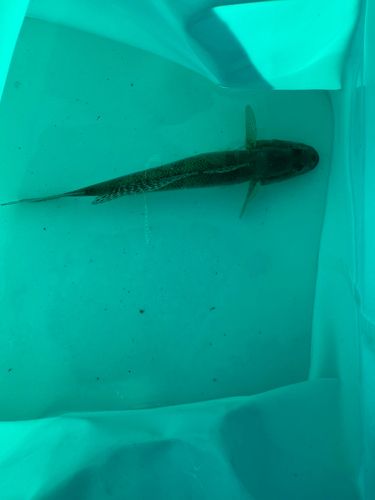 豊洲ぐるり公園