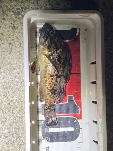 クロソイの釣果