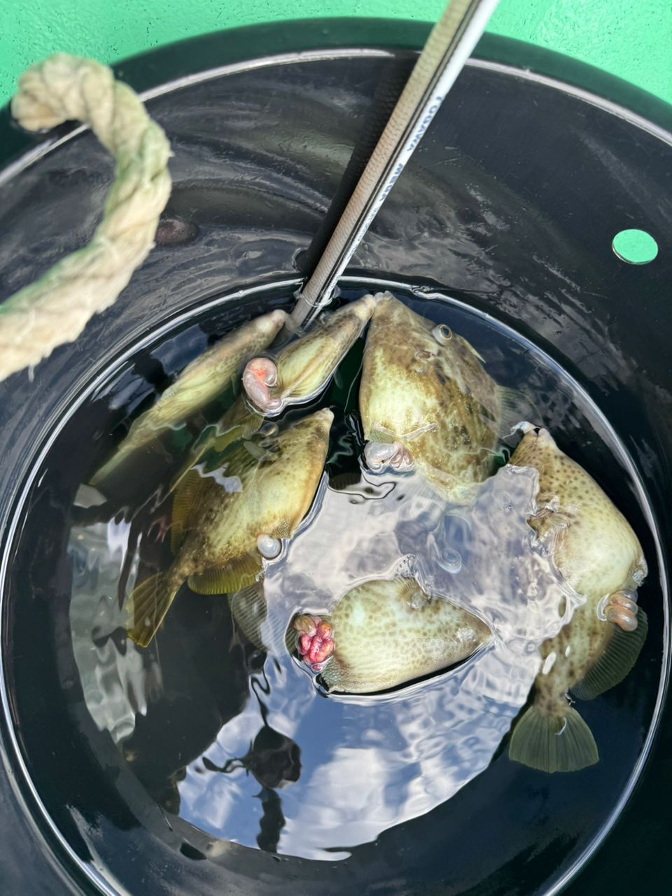 kunchanさんの釣果 1枚目の画像