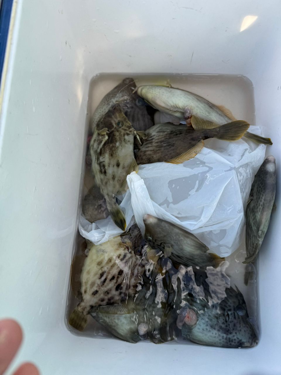 kunchanさんの釣果 2枚目の画像