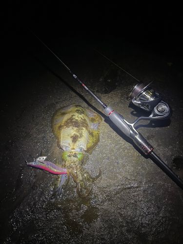 アオリイカの釣果