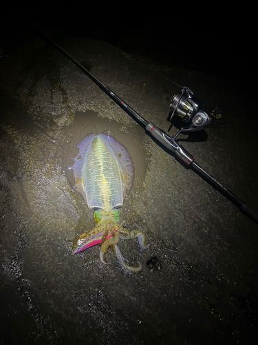 東京湾（富津〜金谷）