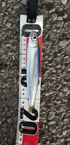 ウルメイワシの釣果