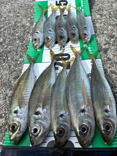 アジの釣果