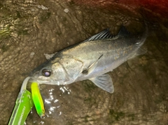 シーバスの釣果