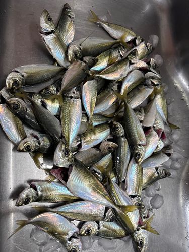 大黒海づり施設