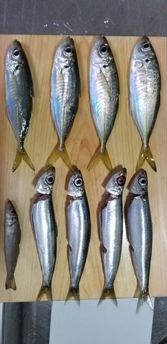 アジの釣果