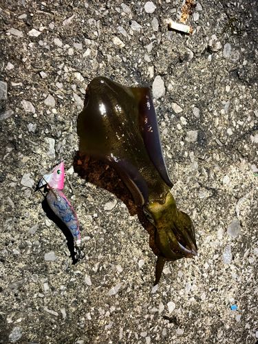 アオリイカの釣果