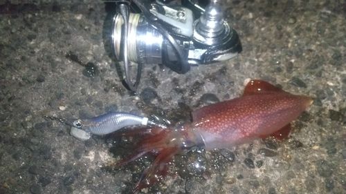 ケンサキイカの釣果
