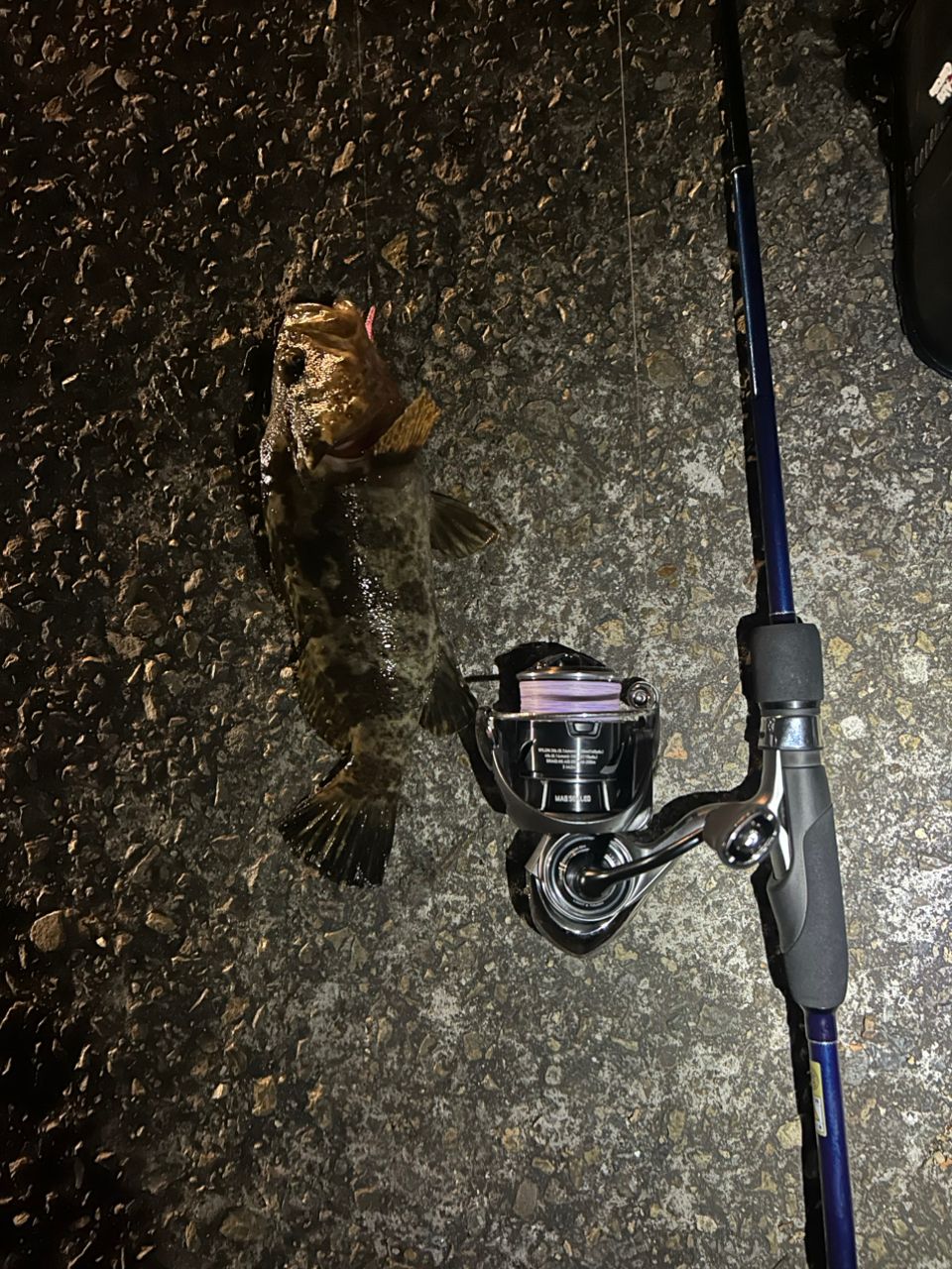 タケノコメバル