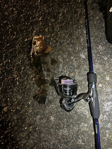 タケノコメバルの釣果