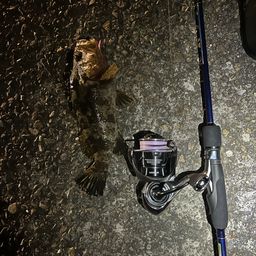 タケノコメバル