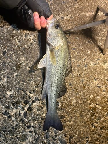 フッコ（マルスズキ）の釣果