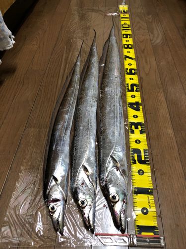 タチウオの釣果