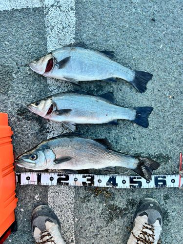 セイゴ（ヒラスズキ）の釣果