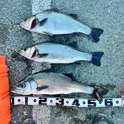 セイゴ（ヒラスズキ）