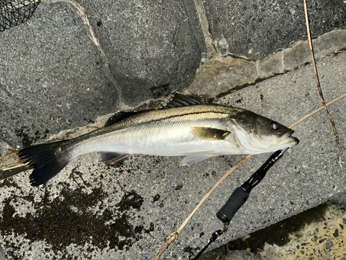 セイゴ（タイリクスズキ）の釣果