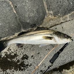 セイゴ（タイリクスズキ）