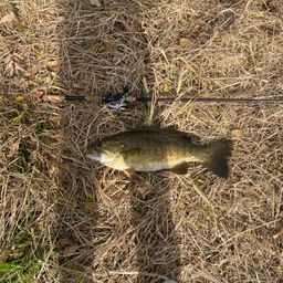 スモールマウスバス