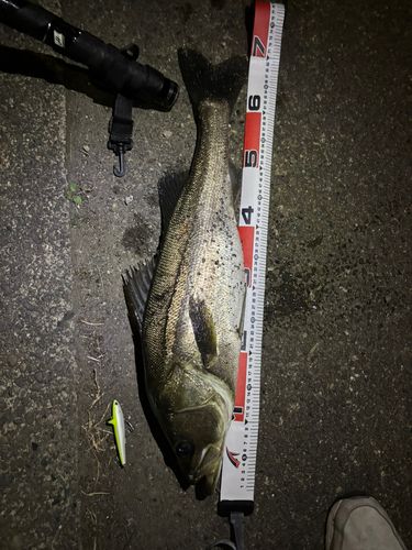 シーバスの釣果