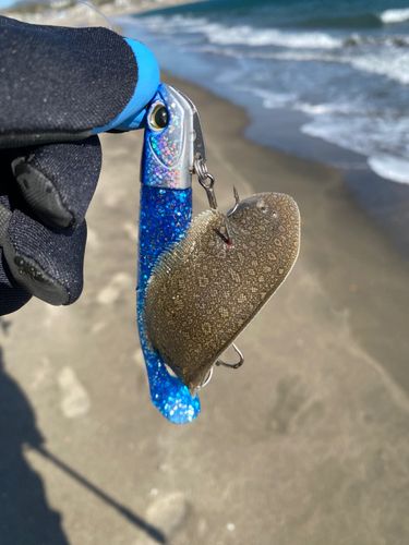 シタビラメの釣果