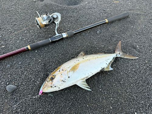 カンパチの釣果