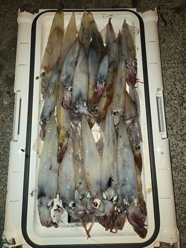 ヤリイカの釣果