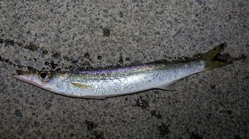 アカカマスの釣果