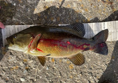 スモールマウスバスの釣果