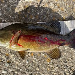 スモールマウスバス