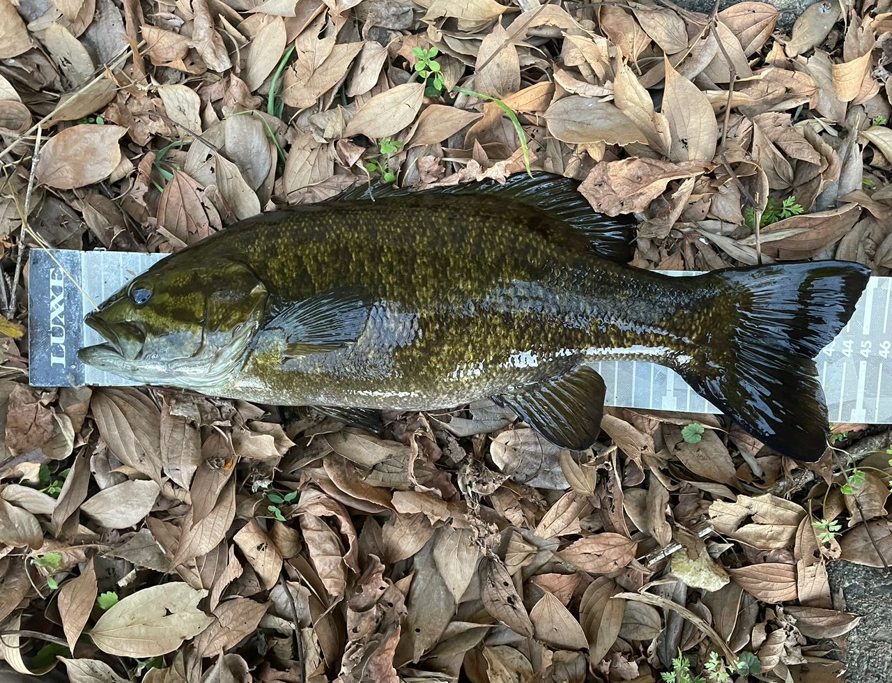 スモールマウスバス