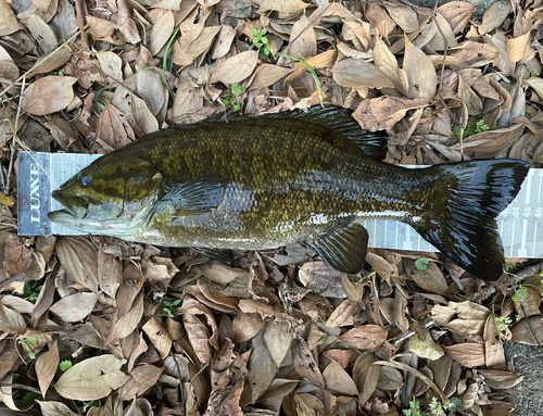 スモールマウスバスの釣果