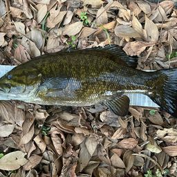 スモールマウスバス