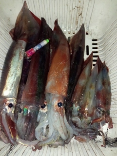 スルメイカの釣果