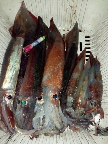 スルメイカの釣果