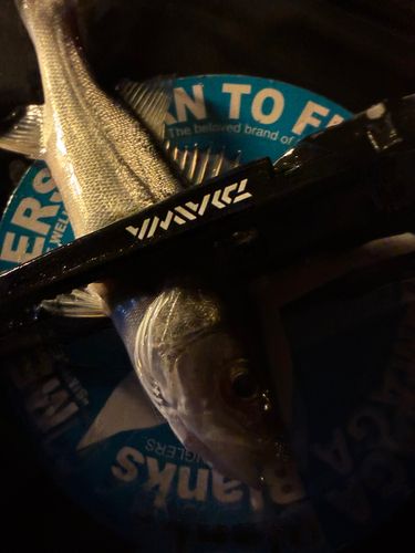 セイゴ（マルスズキ）の釣果