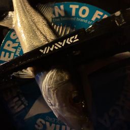 セイゴ（マルスズキ）