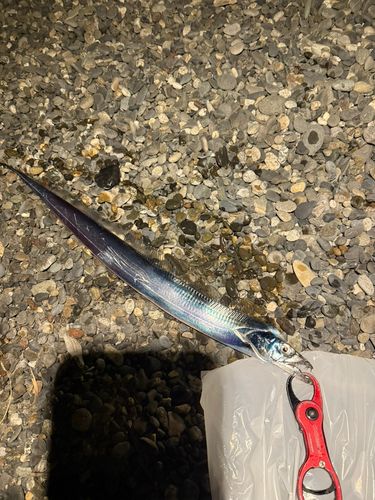 タチウオの釣果