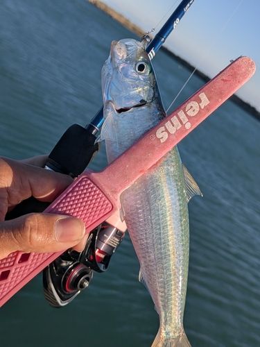 カタボシイワシの釣果